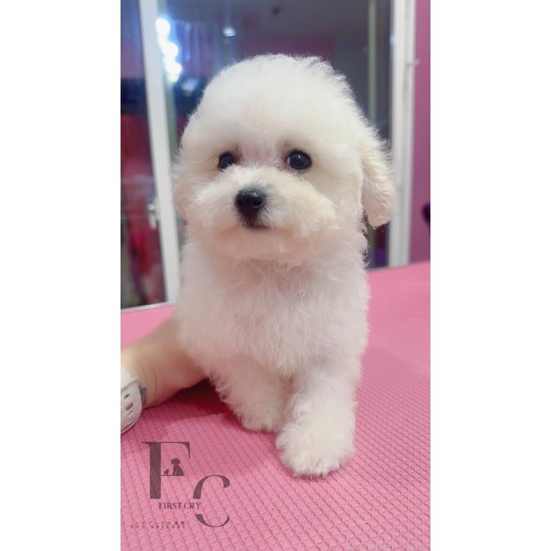 販売中の栃木県のビションフリーゼ-456896の4枚目