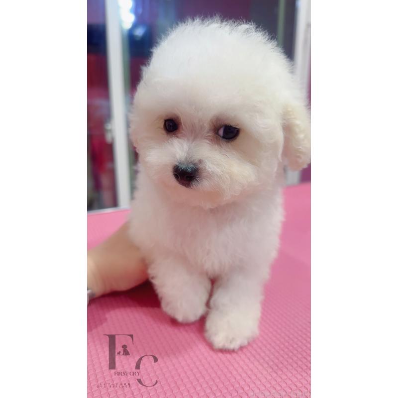 販売中の栃木県のビションフリーゼ-456896の3枚目