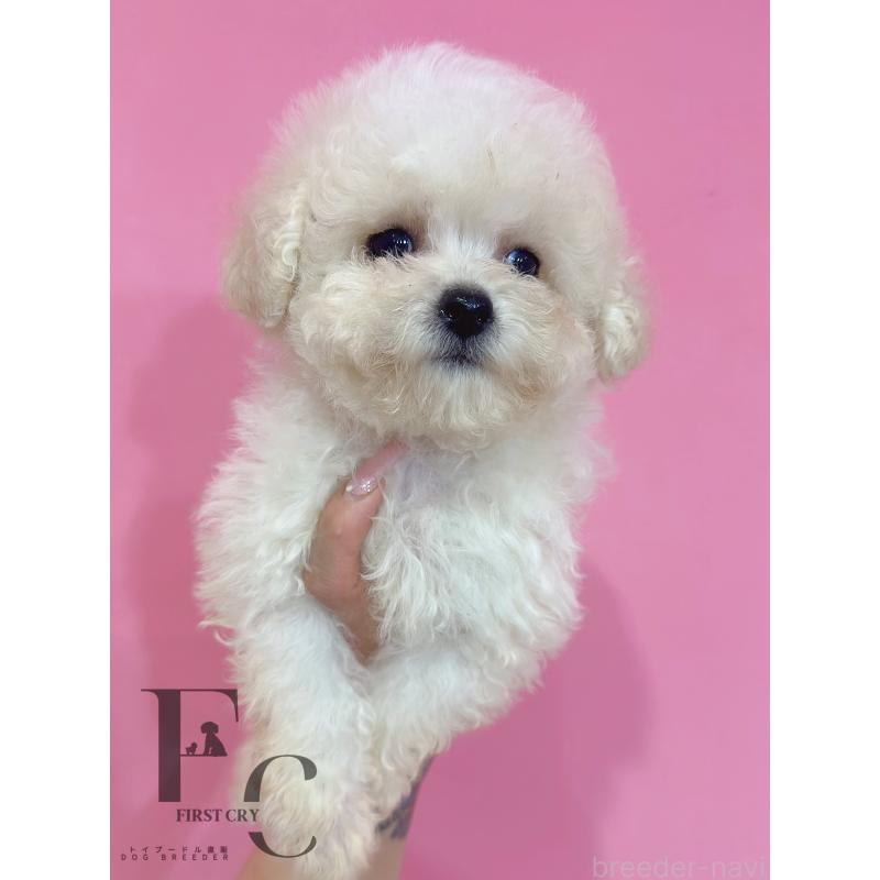 販売中の栃木県のビションフリーゼ-456896の2枚目