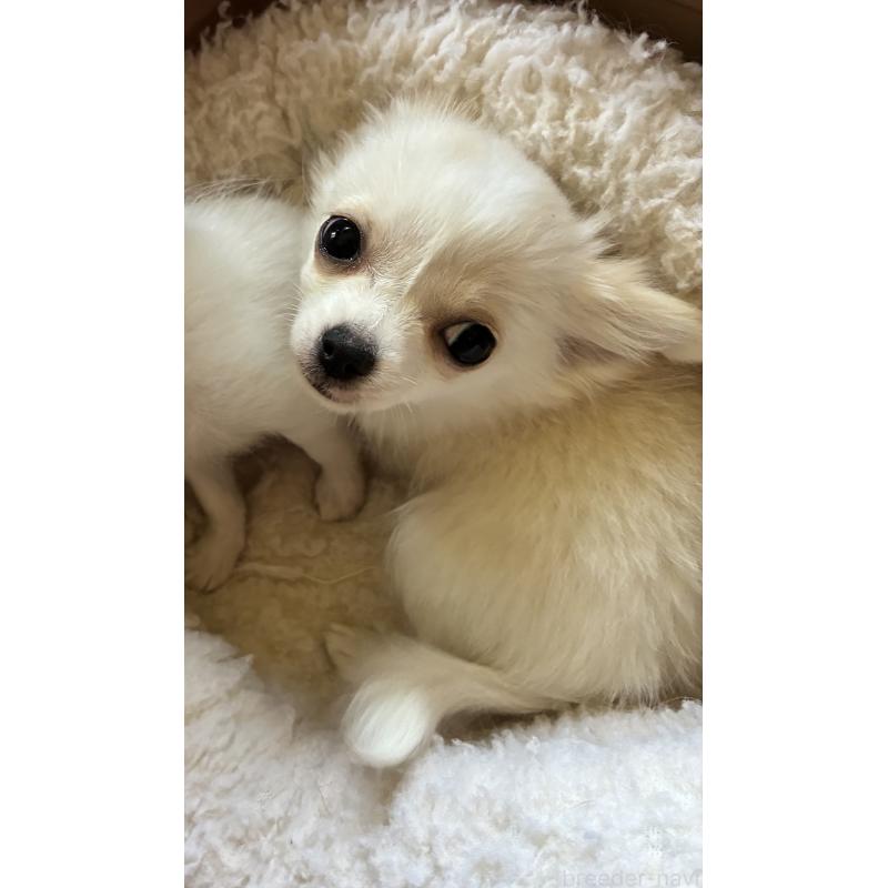 販売中の北海道のチワワ(ロングコート)-456897の6枚目