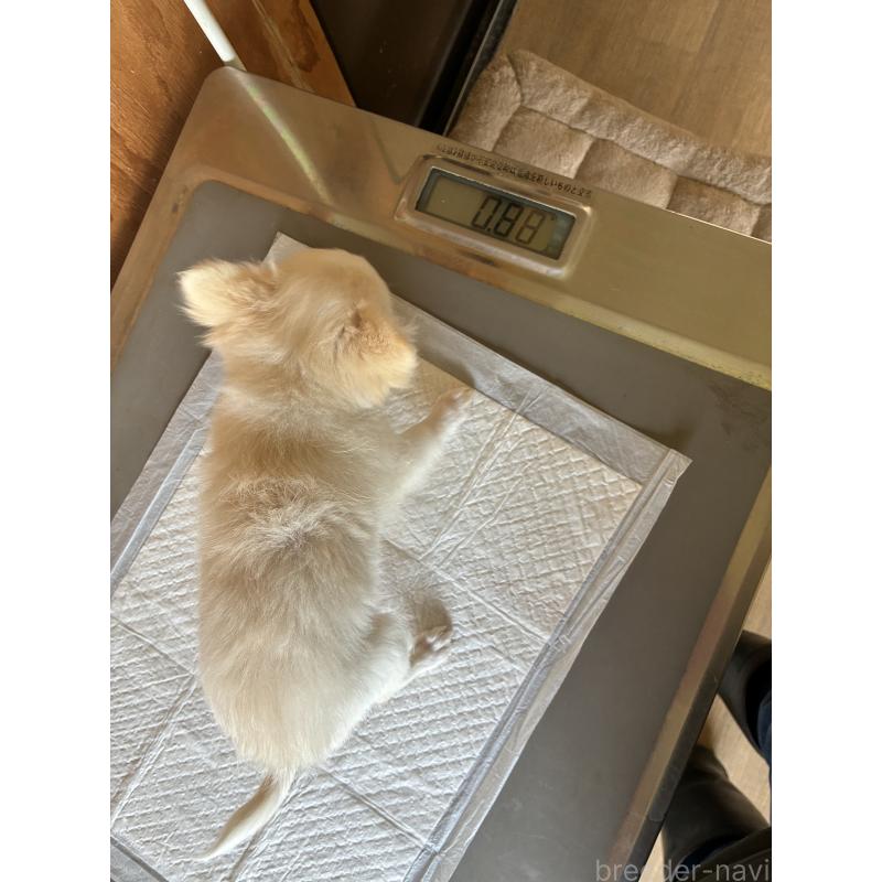 販売中の北海道のチワワ(ロングコート)-456897の5枚目