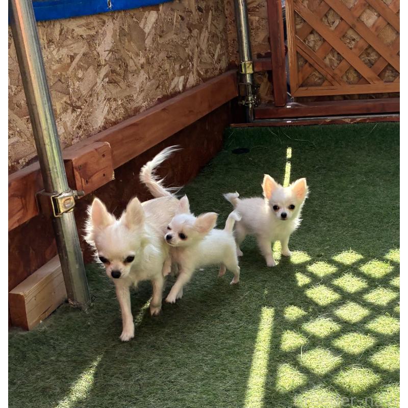 販売中の北海道のチワワ(ロングコート)-456897の4枚目