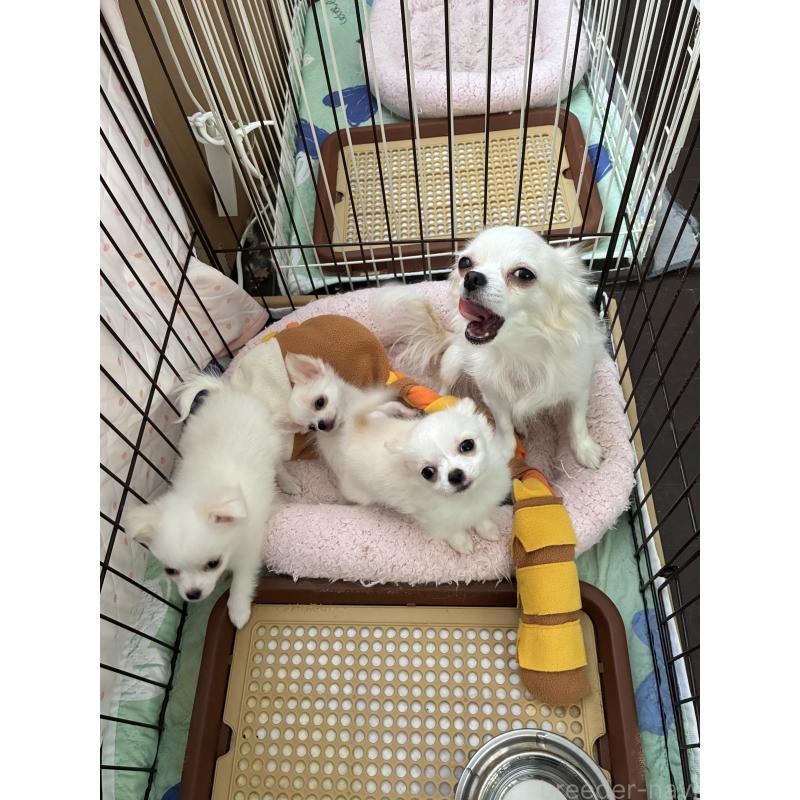 販売中の北海道のチワワ(ロングコート)-456897の3枚目