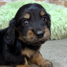 ♀︎カニンヘンダックスフンド(ロングヘアード)