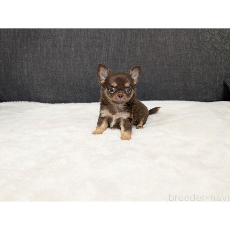 販売中の愛知県のチワワ(ロングコート)-456926の13枚目