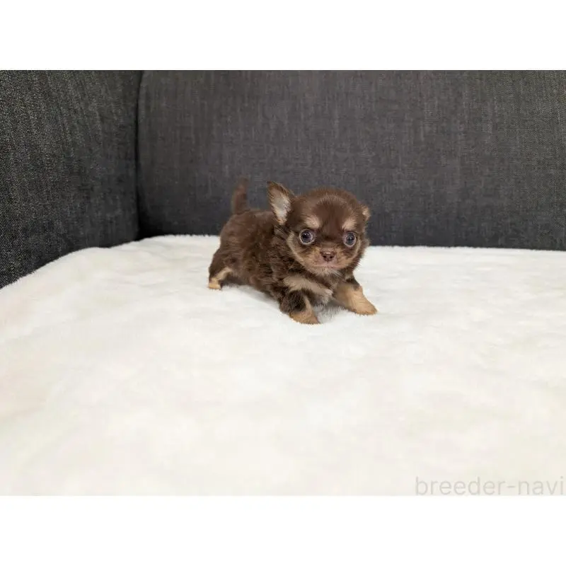 販売中の愛知県のチワワ(ロングコート)-456926の12枚目