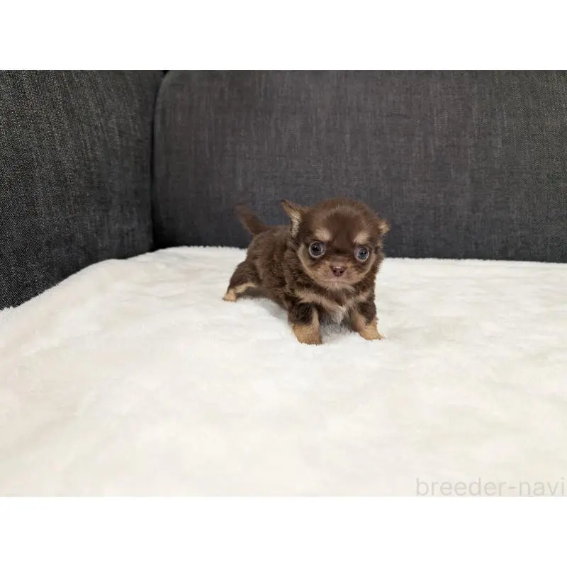 販売中の愛知県のチワワ(ロングコート)-456926の11枚目