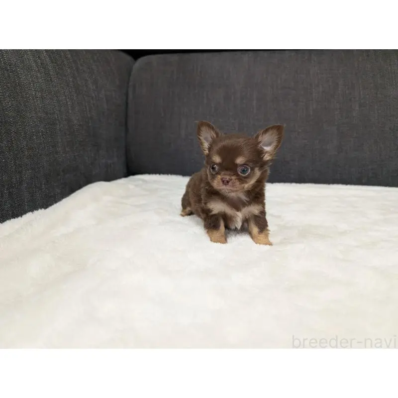 販売中の愛知県のチワワ(ロングコート)-456926の10枚目