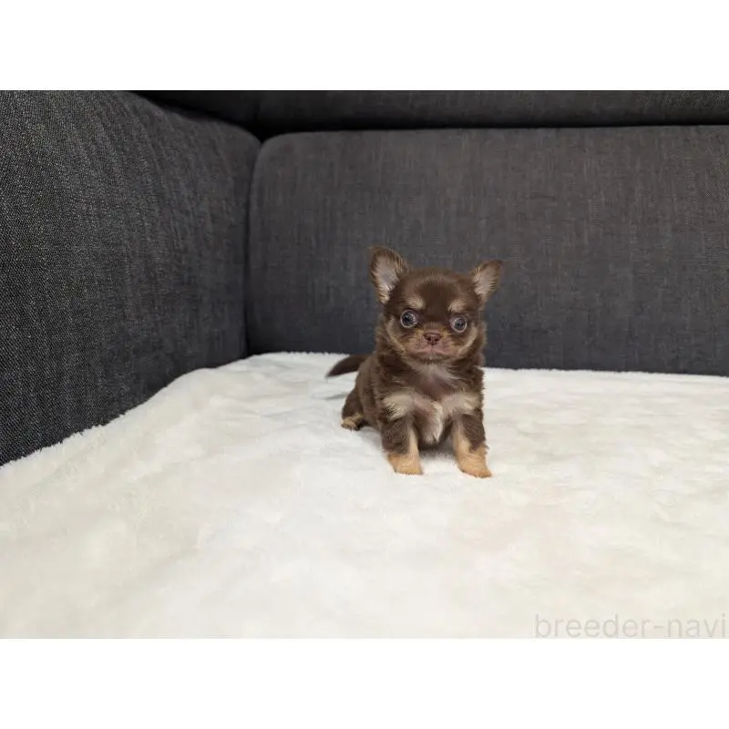 販売中の愛知県のチワワ(ロングコート)-456926の9枚目