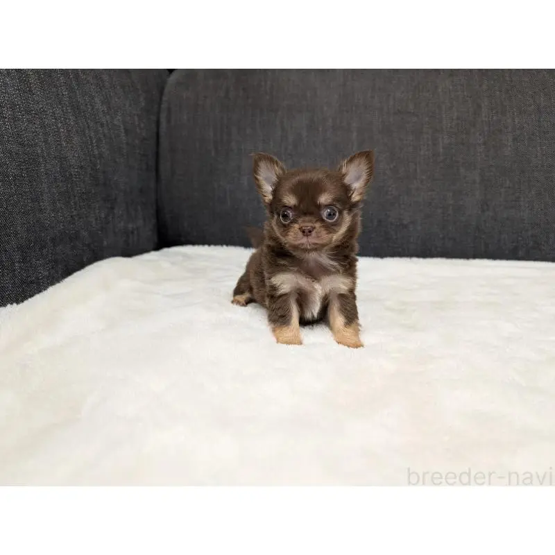 販売中の愛知県のチワワ(ロングコート)-456926の8枚目