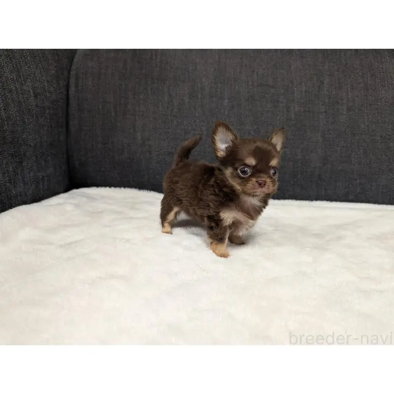 販売中の愛知県のチワワ(ロングコート)-456926の6枚目