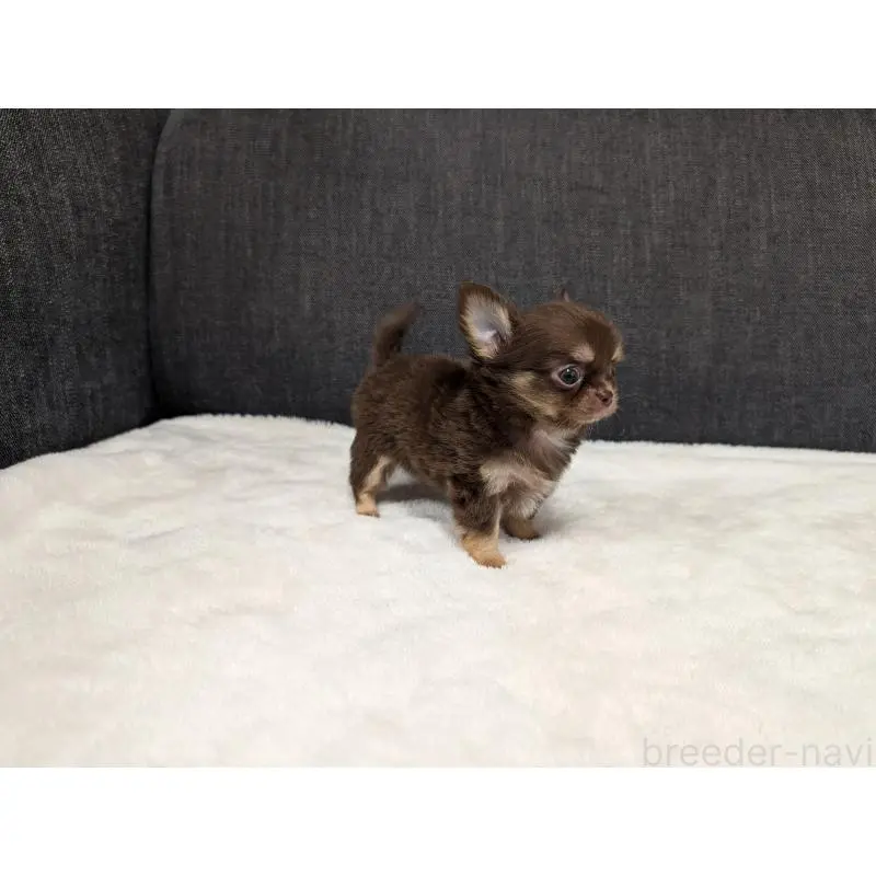 販売中の愛知県のチワワ(ロングコート)-456926の5枚目