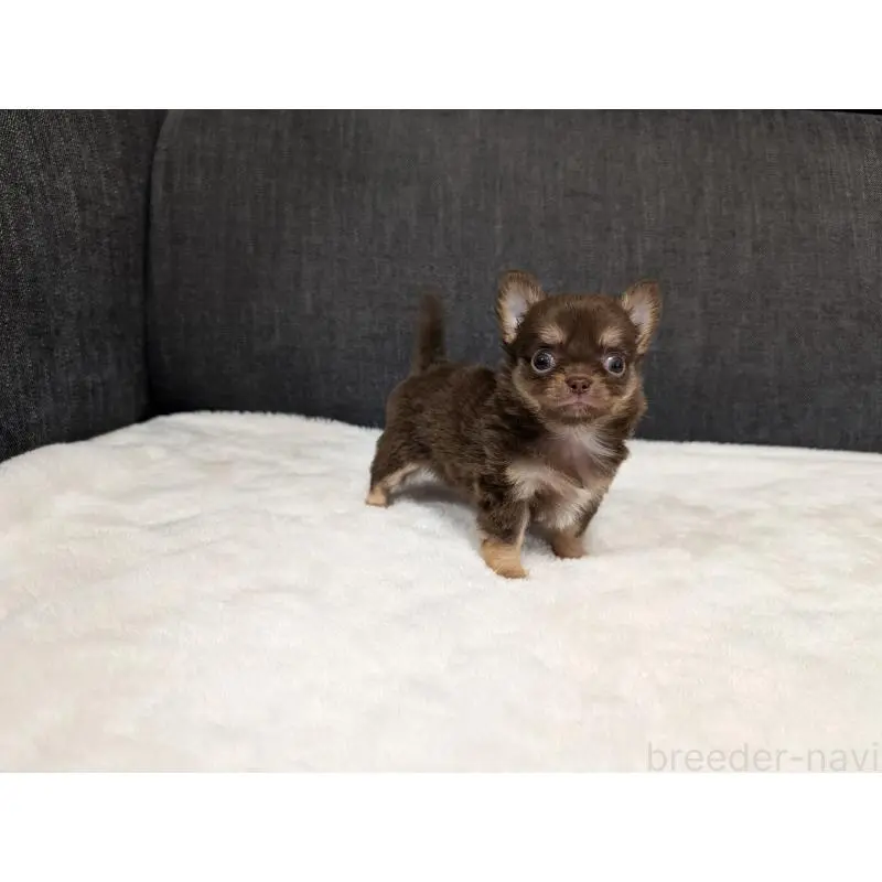 販売中の愛知県のチワワ(ロングコート)-456926の4枚目