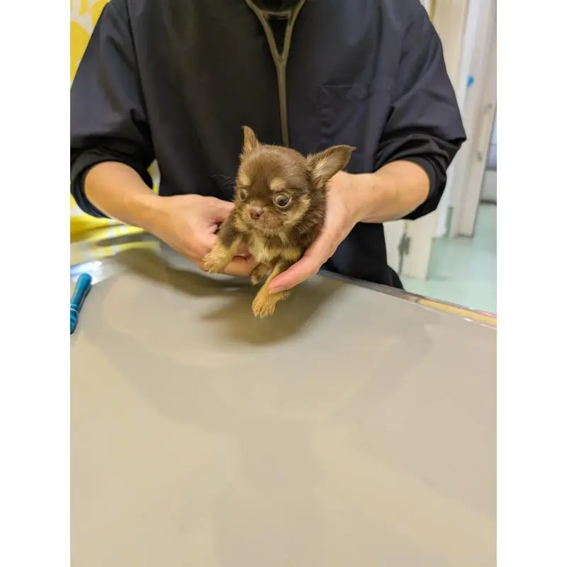 販売中の愛知県のチワワ(ロングコート)-456926の3枚目