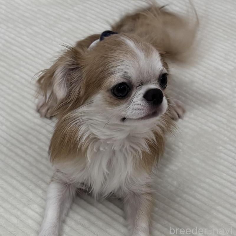 販売中の栃木県のチワワ(ロングコート)-456924