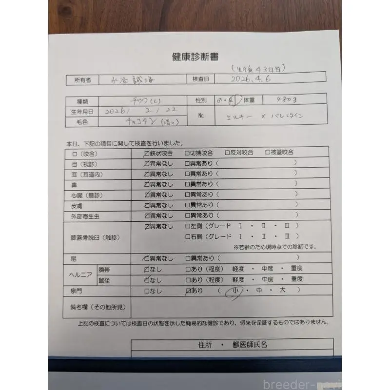 販売中の愛知県のチワワ(ロングコート)-456926の2枚目