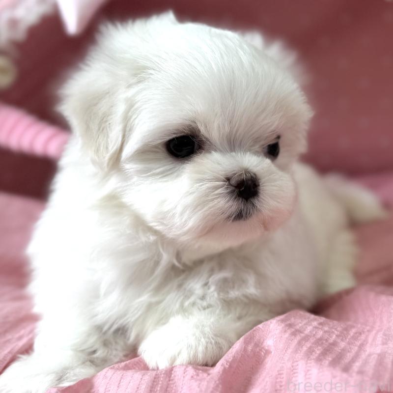 販売中の大阪府のマルチーズ-456925の9枚目