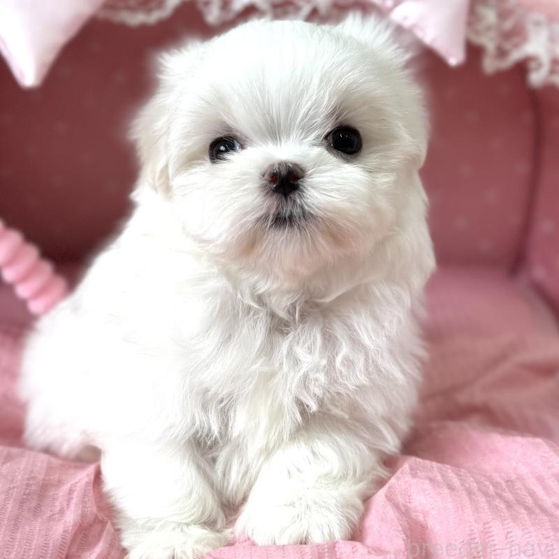 販売中の大阪府のマルチーズ-456925の8枚目