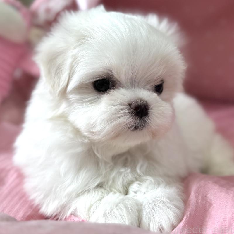 販売中の大阪府のマルチーズ-456925の7枚目