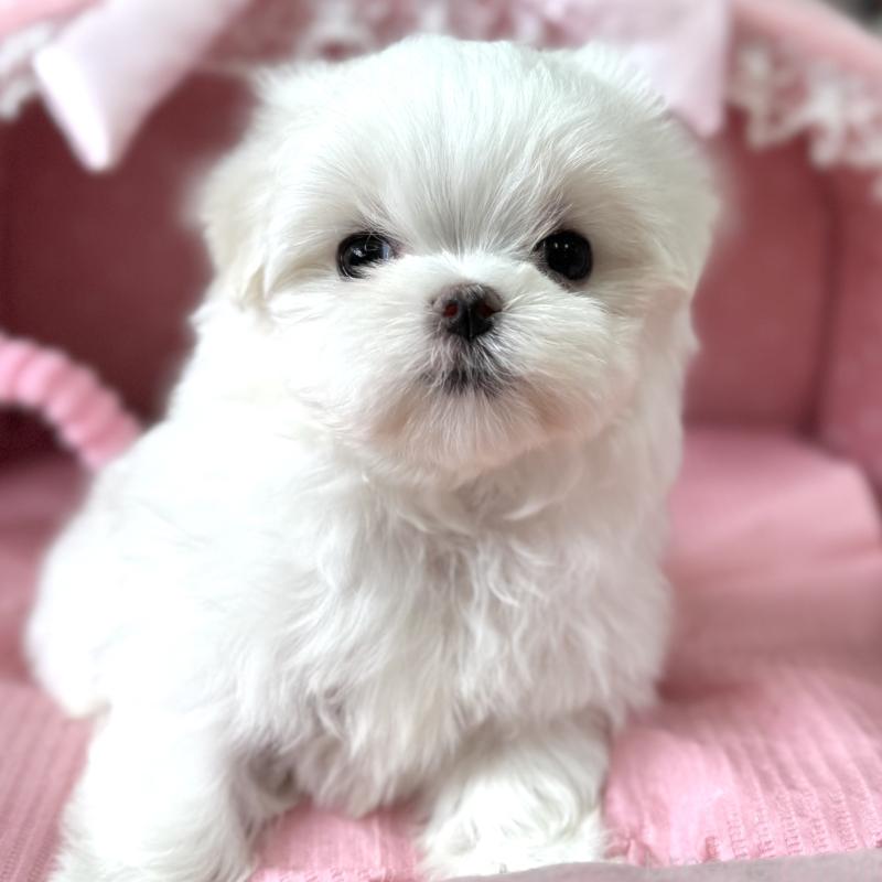 販売中の大阪府のマルチーズ-456925の5枚目