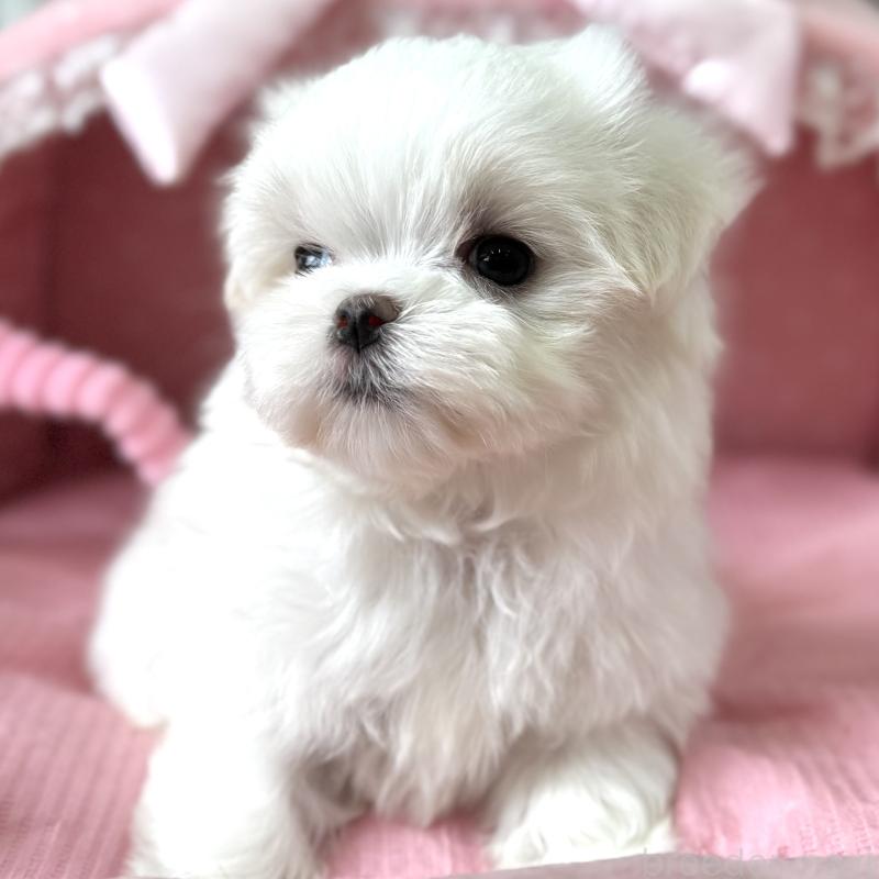 販売中の大阪府のマルチーズ-456925の4枚目