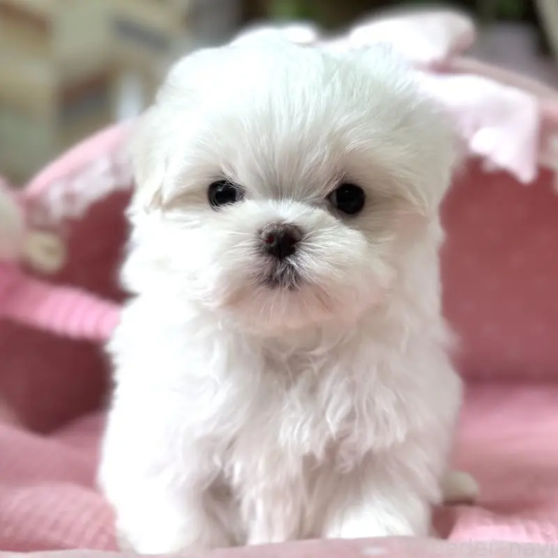 販売中の大阪府のマルチーズ-456925の2枚目