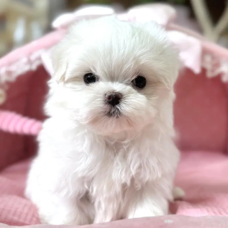 販売中の大阪府のマルチーズ-456925