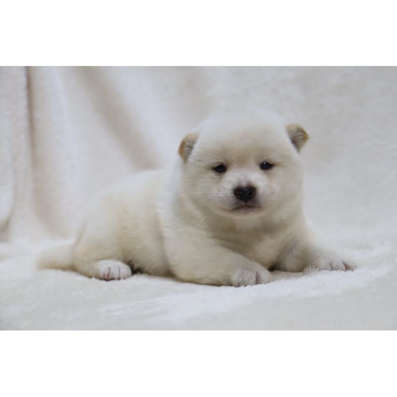 販売中の滋賀県の柴犬-456923の4枚目