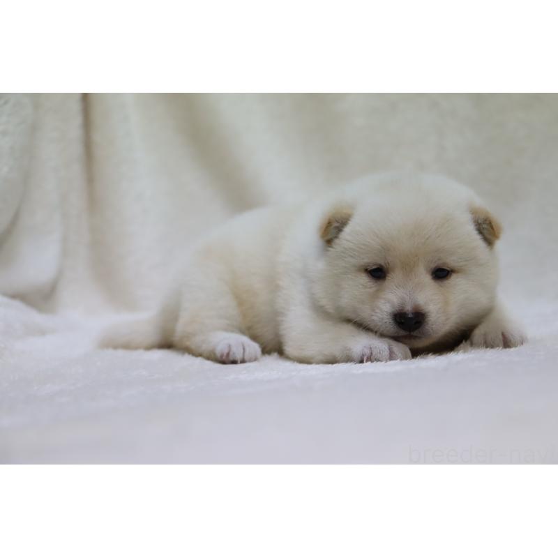 販売中の滋賀県の柴犬-456923の3枚目