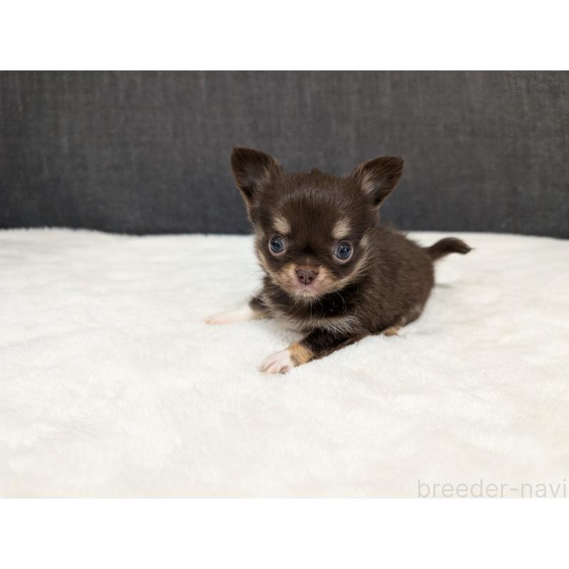 販売中の愛知県のチワワ(ロングコート)-456928の14枚目