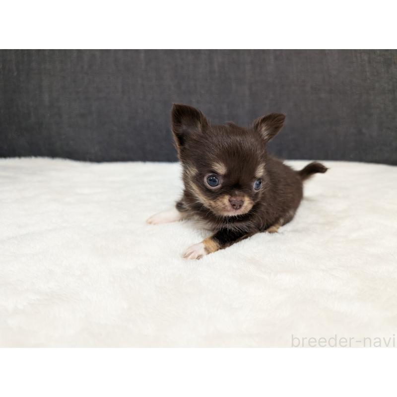 販売中の愛知県のチワワ(ロングコート)-456928の13枚目