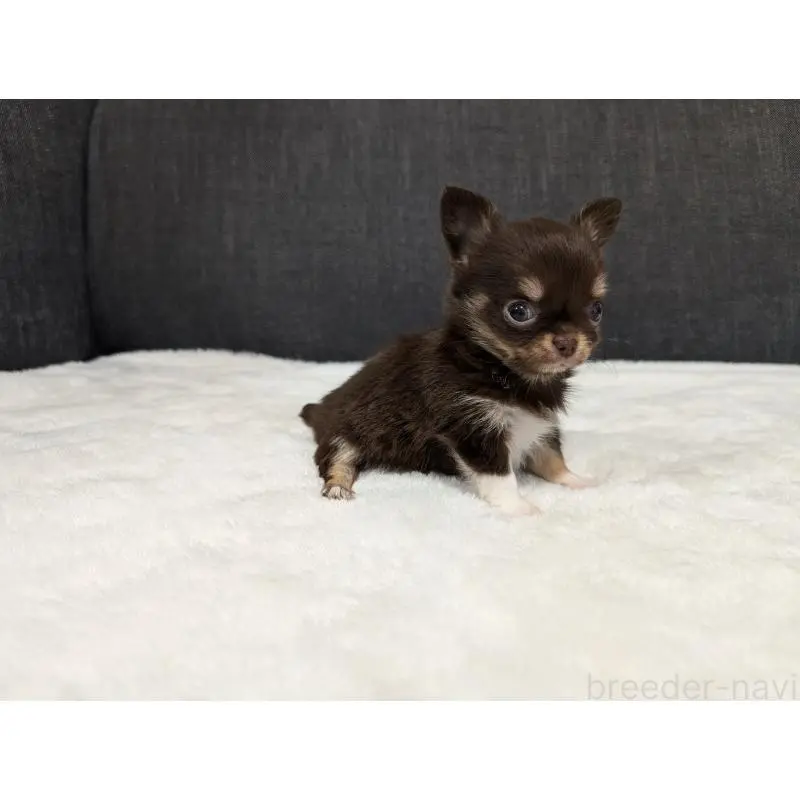 販売中の愛知県のチワワ(ロングコート)-456928の12枚目