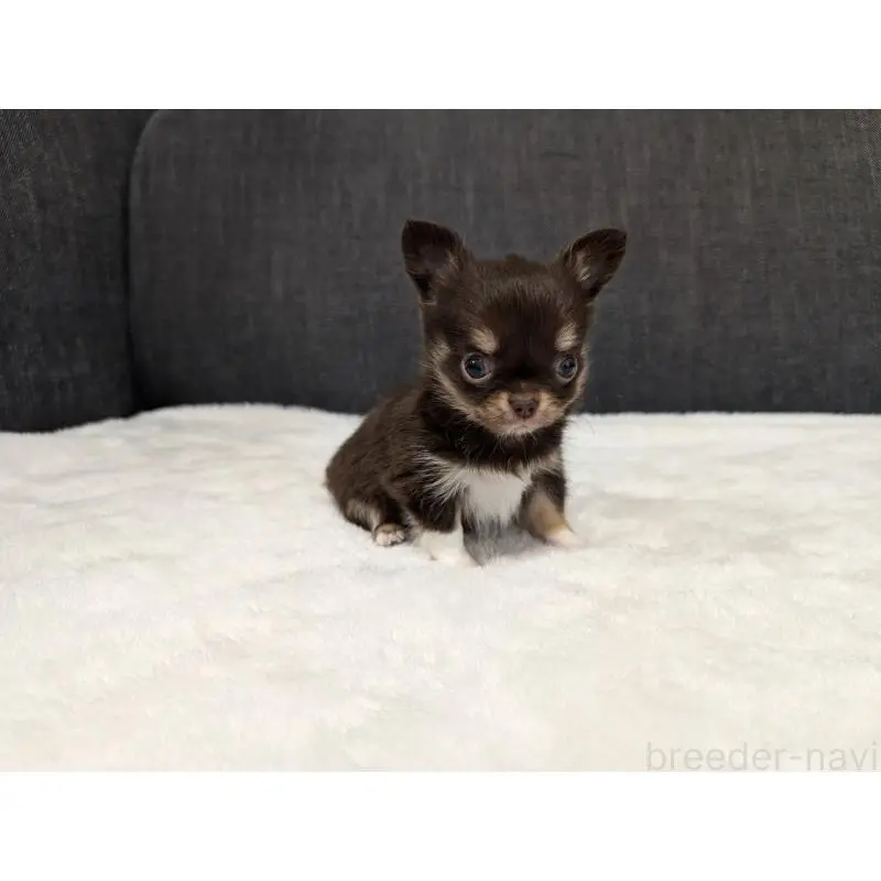 販売中の愛知県のチワワ(ロングコート)-456928の10枚目