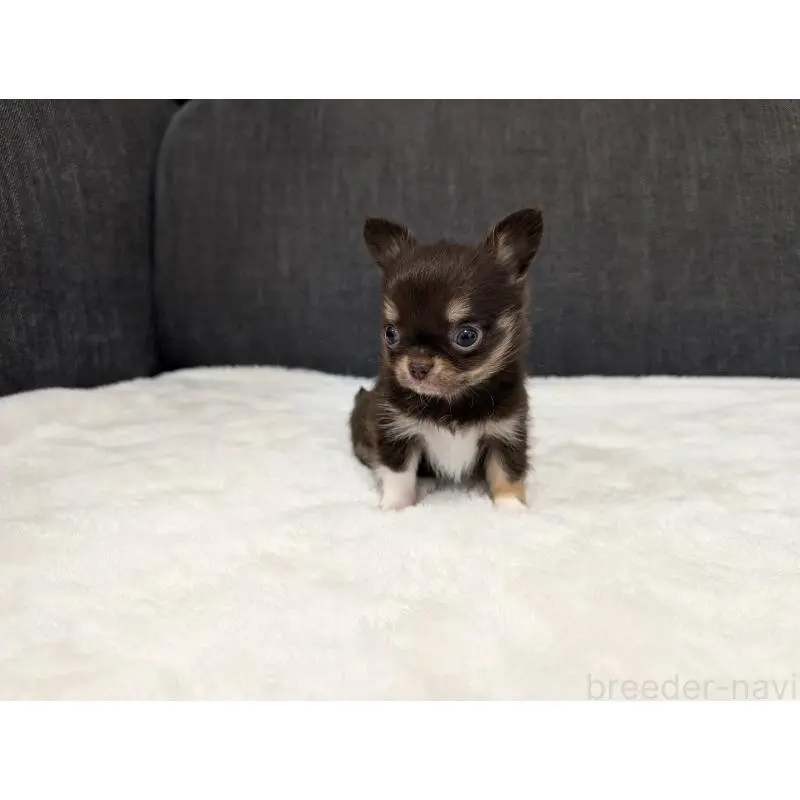 販売中の愛知県のチワワ(ロングコート)-456928の9枚目