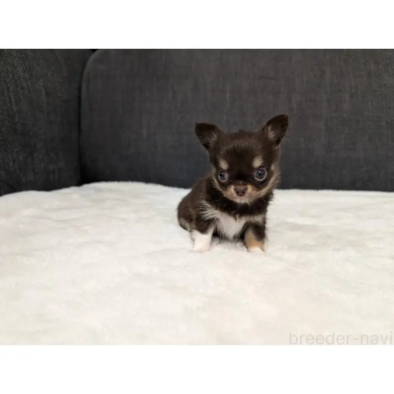 販売中の愛知県のチワワ(ロングコート)-456928の8枚目