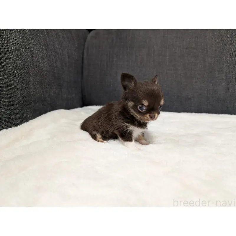 販売中の愛知県のチワワ(ロングコート)-456928の7枚目