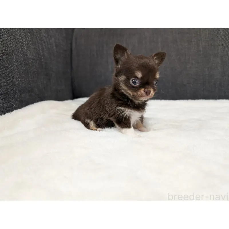 販売中の愛知県のチワワ(ロングコート)-456928の6枚目