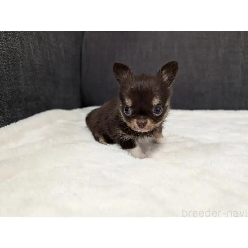 販売中の愛知県のチワワ(ロングコート)-456928の5枚目