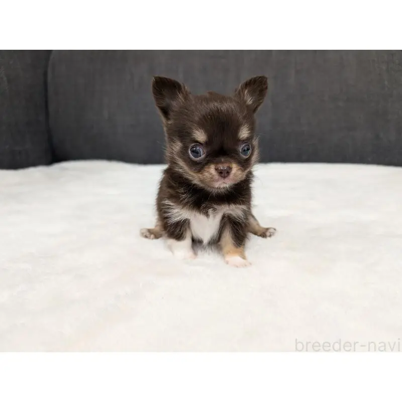 販売中の愛知県のチワワ(ロングコート)-456928の4枚目