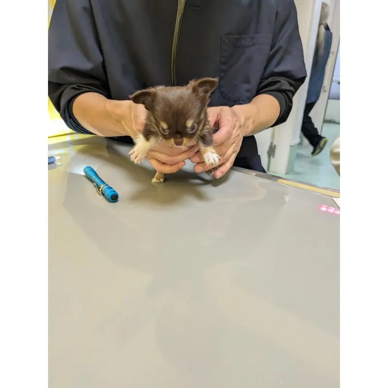 販売中の愛知県のチワワ(ロングコート)-456928の3枚目