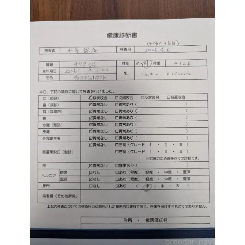 販売中の愛知県のチワワ(ロングコート)-456928の2枚目