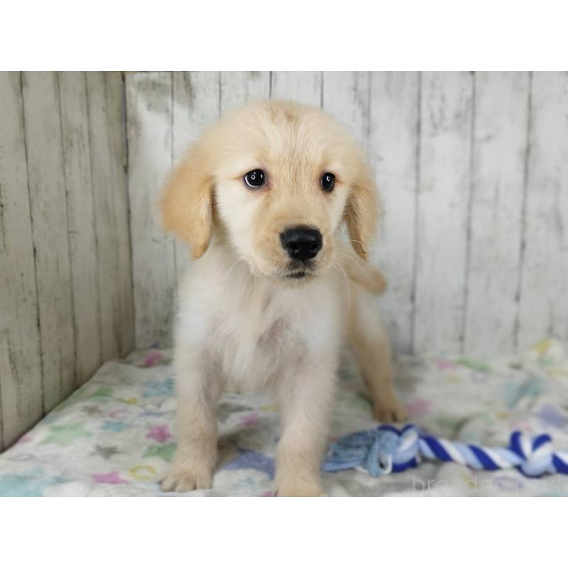 販売中の三重県のゴールデンレトリーバー-456929の5枚目