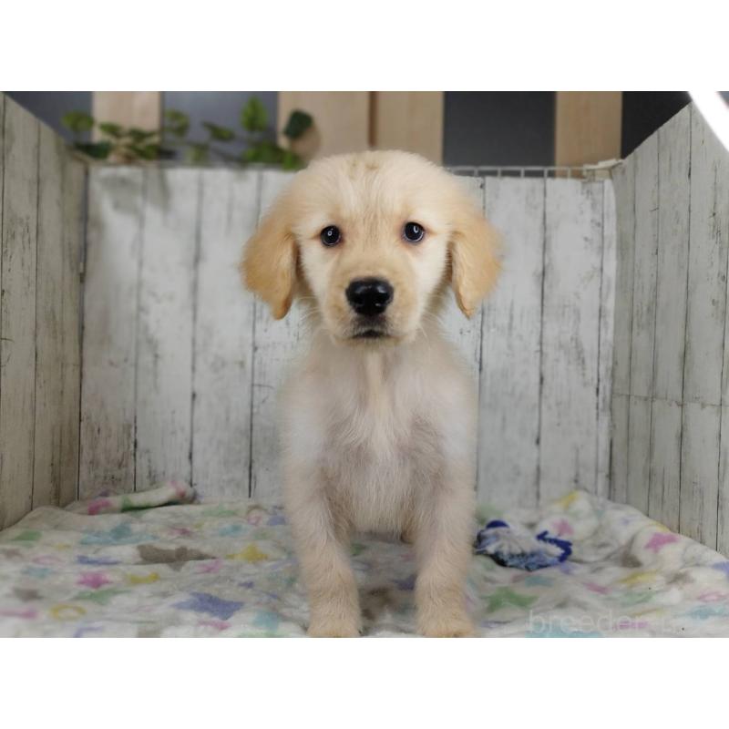 販売中の三重県のゴールデンレトリーバー-456929の4枚目