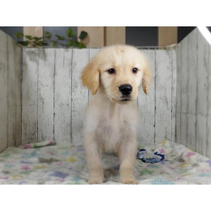 販売中の三重県のゴールデンレトリーバー-456929の3枚目