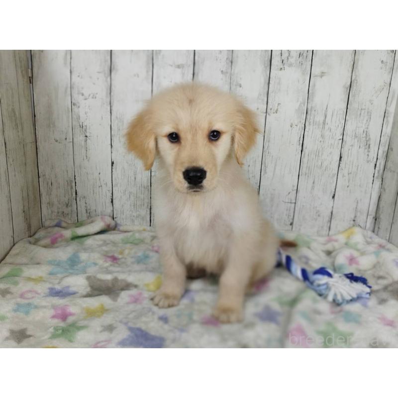 販売中の三重県のゴールデンレトリーバー-456929の2枚目