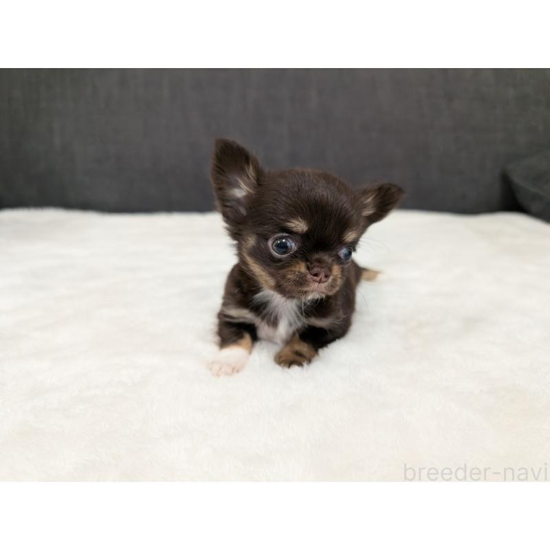 販売中の愛知県のチワワ(ロングコート)-456931の13枚目