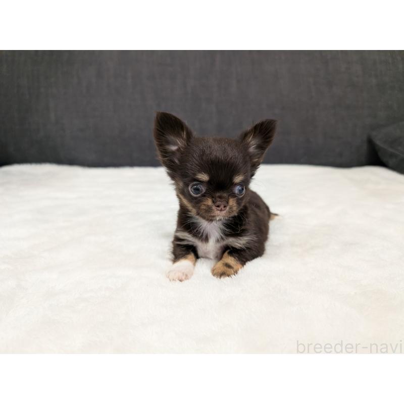 販売中の愛知県のチワワ(ロングコート)-456931の12枚目