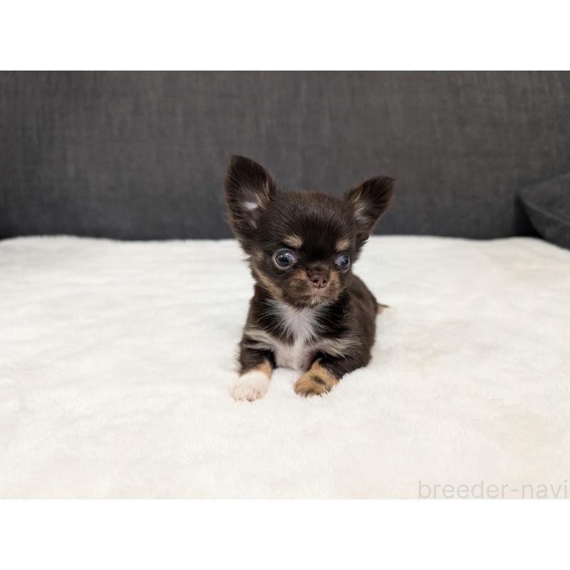 販売中の愛知県のチワワ(ロングコート)-456931の11枚目