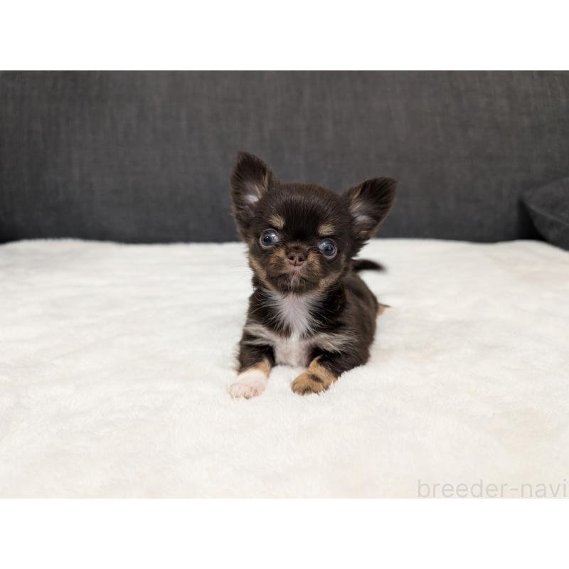 販売中の愛知県のチワワ(ロングコート)-456931の10枚目