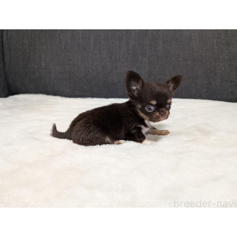 販売中の愛知県のチワワ(ロングコート)-456931の9枚目